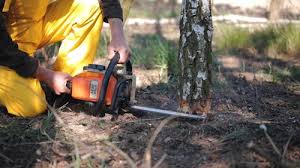 Trusted Farmville, VA Tree Removal Experts