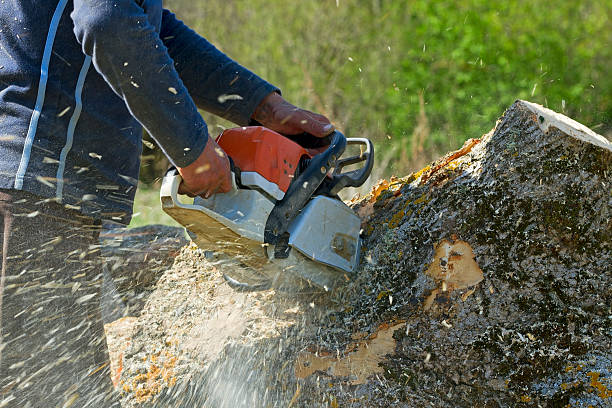 How Our Tree Care Process Works  in  Farmville, VA